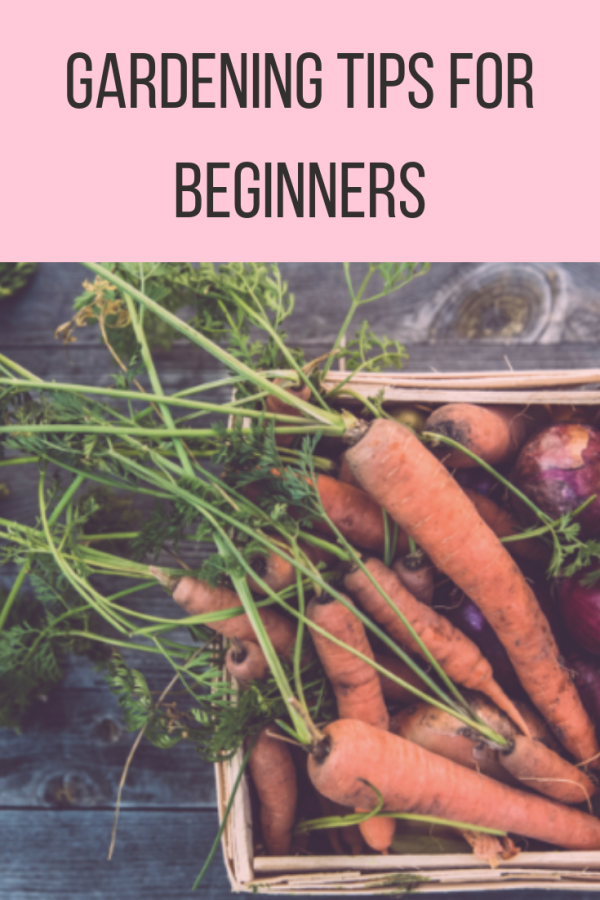 Gardening Tips For Beginners