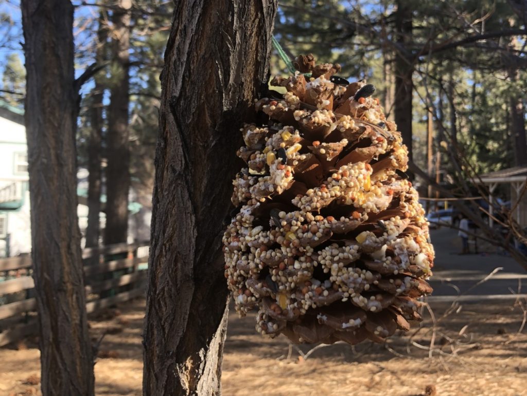 DIY pine cone bird feeder