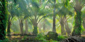 palm forest for malaysian palm oil 
