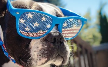 Tips For Taking Great Pix On All American Pet Photo Day