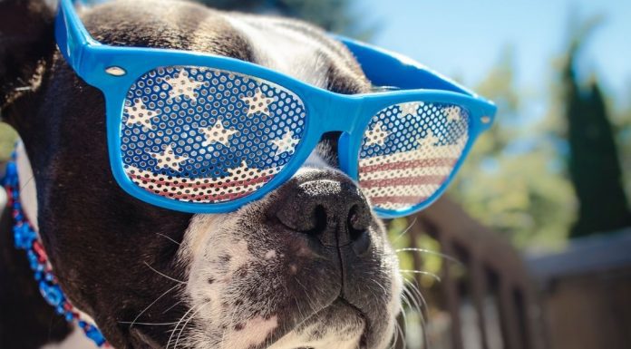 Tips For Taking Great Pix On All American Pet Photo Day
