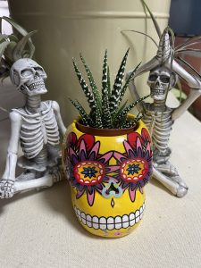 Trader Joe's Fall Must Haves - Succulent Skull