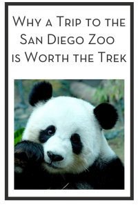 Why a Trip to the San Diego Zoo is Worth the Trek PIN
