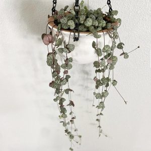 unique houseplants - String of Hearts