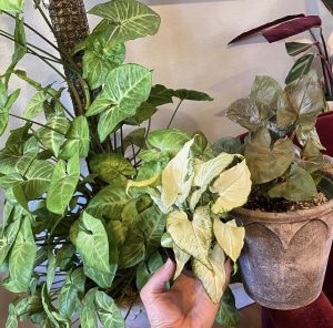 unique houseplants - Syngonium Trio (White Butterfly, Holly, Maria)