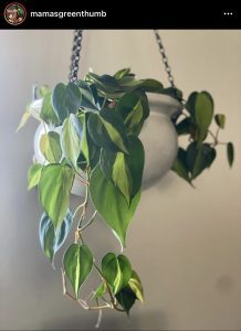 unique houseplants Philodendron Micans