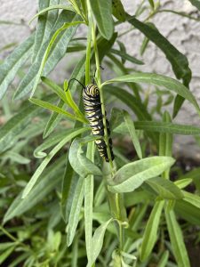 Monarch caterpillar on narrowleaf milkweed