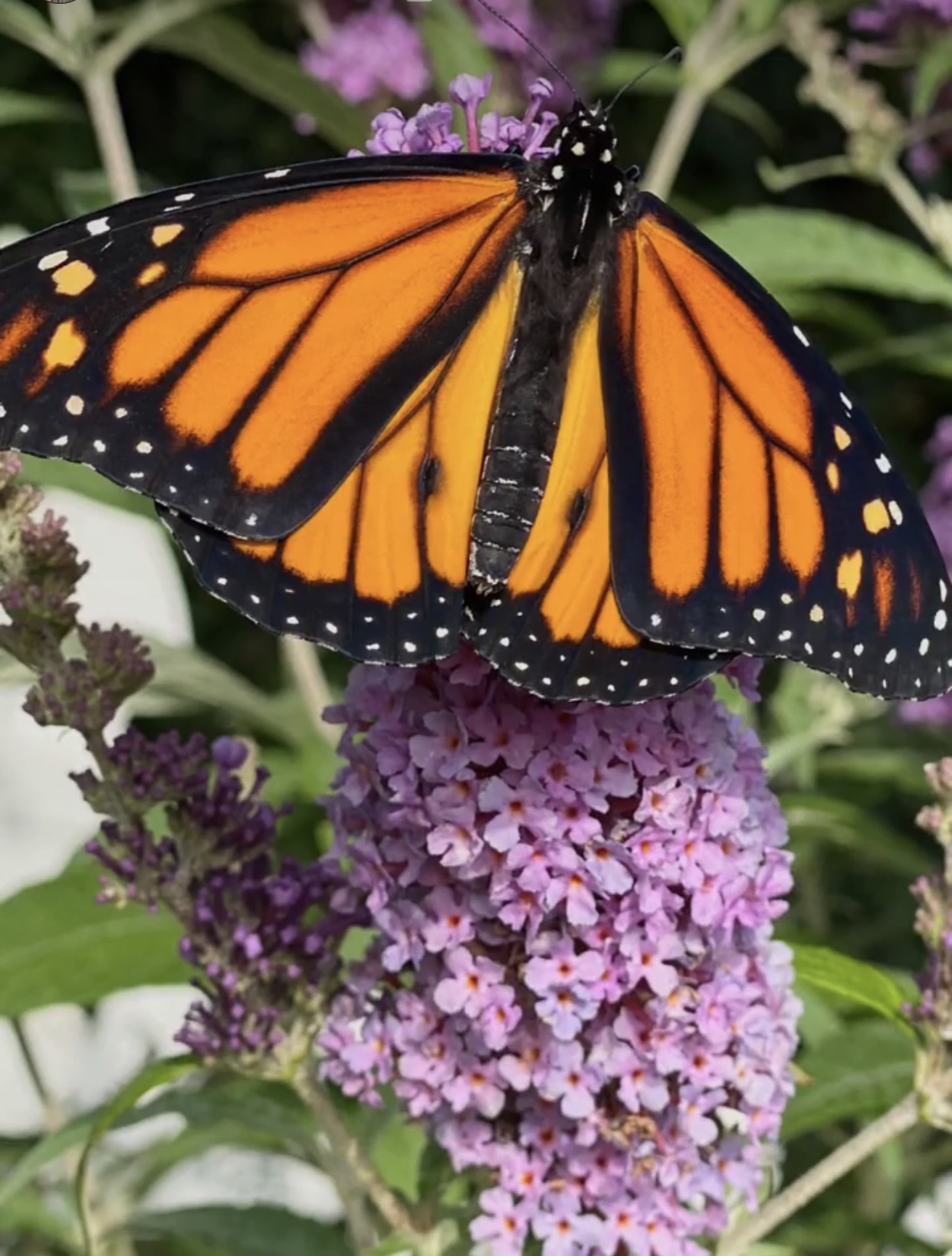 Endangered Monarch Butterflies Need Our Help! Here's What We Can Do