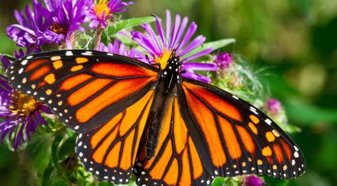 Endangered Monarch Butterflies Need Our Help! Here's What We Can Do
