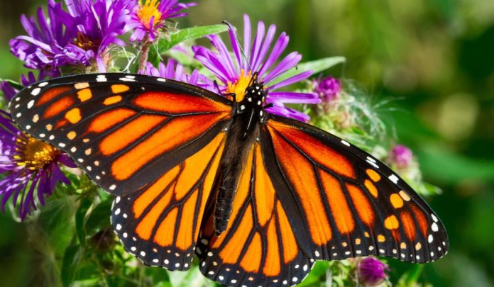 Endangered Monarch Butterflies Need Our Help! Here's What We Can Do
