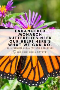 Endangered Monarch Butterflies Need Our Help! Here's What We Can Do PIN