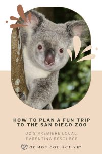How To Plan a Fun Trip to the San Diego Zoo PIN
