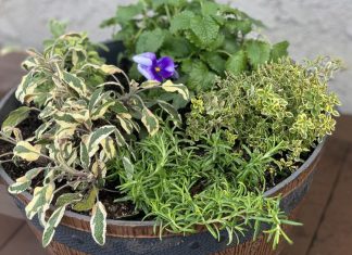 Spring Is Almost Here! Beautiful and Edible Planter Ideas