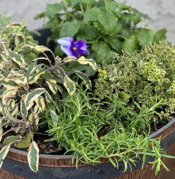 Spring Is Almost Here! Beautiful and Edible Planter Ideas