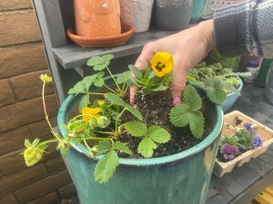 Beautiful and Edible Planter ideas - Strawberry planter