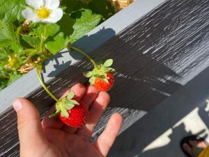 Beautiful and edible planter ideas - ripe strawberries in planter